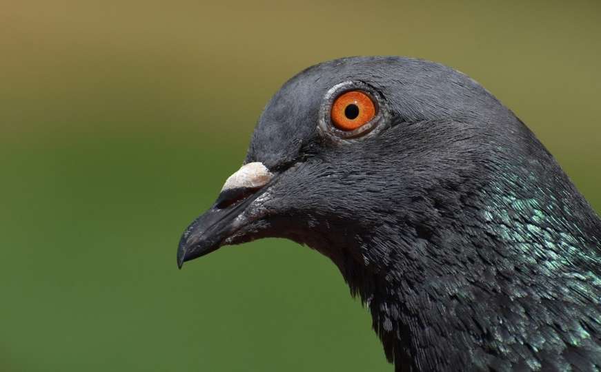 Australske vlasti žele da ubiju goluba koji je došao iz Amerike: Predstavlja prijetnju