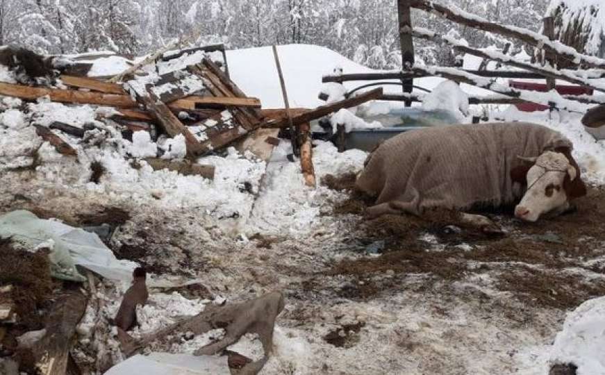 Strašan prizor u Brodarevu: Snijeg srušio krov štale i usmrtio tri Mithadove krave