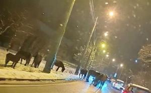 Zbog konja na ulazu u Sarajevo reagirala i policija