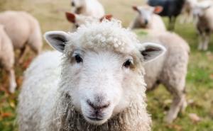 Da li ste ikada čuli za Cyber pastire: Mile je u Austriji, a ovce prati u Srbiji