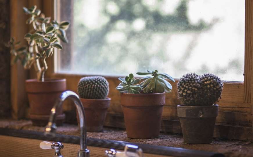 Kako njegovati kaktuse: Greške koje najčešće pravimo