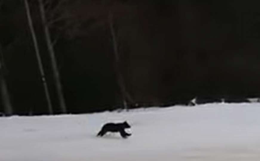 Nevjerovatan snimak: Spuštao se na skijama, a za njim trčao medvjed