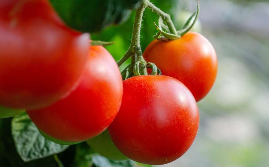 "Kao da žvačeš papir": Zašto paradajz više nema onaj stari ukus? 