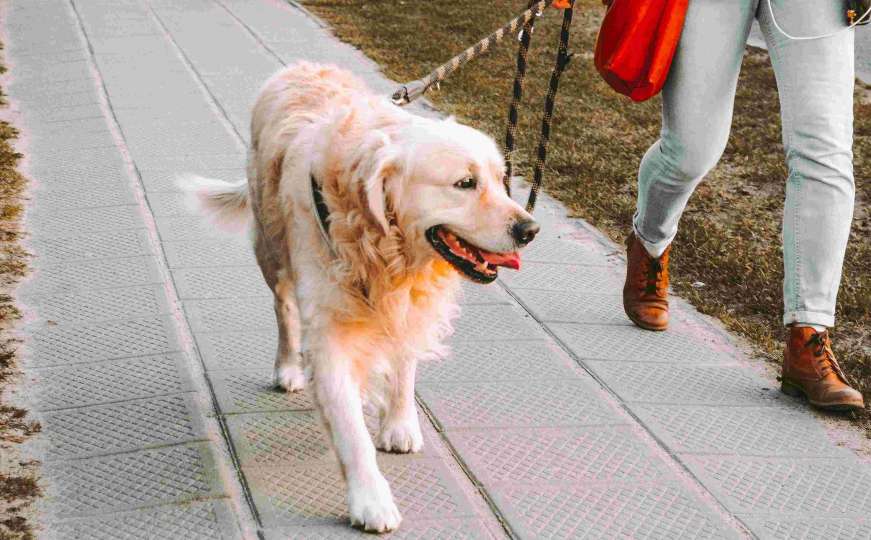 Sarajevska policija uputila apel vlasnicima pasa: Evo šta će se dešavati 