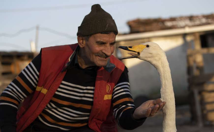 Neobično prijateljstvo poštara i labuda: Druže se 37 godina, zajedno idu u šetnju