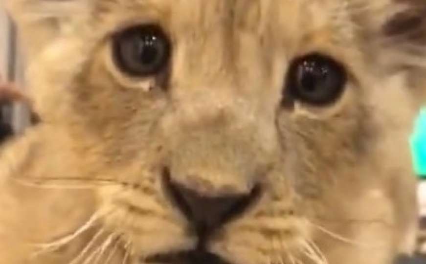 Snimak malog lava privukao veliku pažnju: Mnogi su pitali jednu stvar