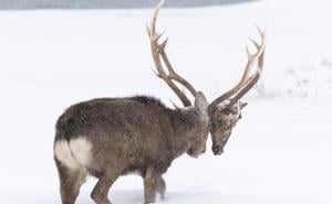 Fotografija jelena koji lutao snježnim terenom postala hit na internetu