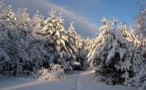 Rusija: Majka u šumi ostavila djecu bez odjeće na minus 15 stepeni 