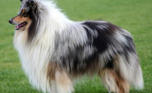 SAD: Vlasnik u oporuci ostavio psu pet miliona dolara