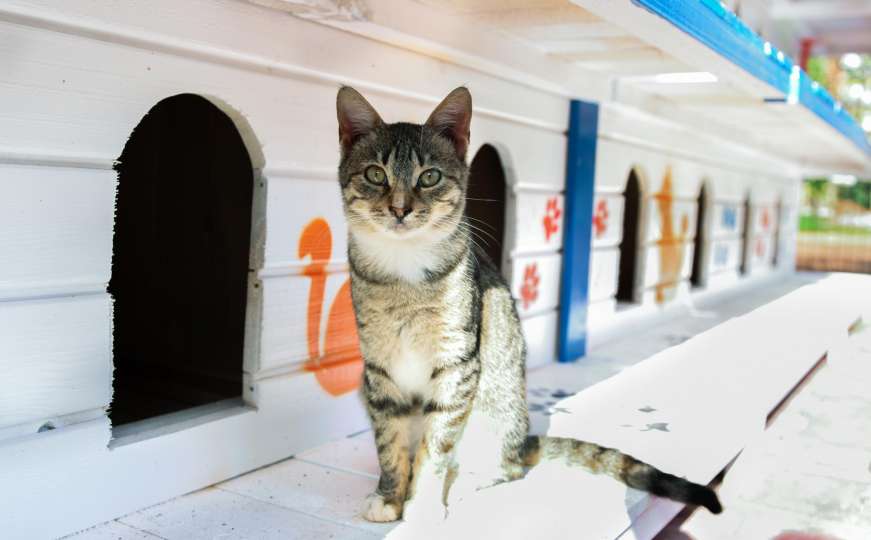 Trospratnica sa 64 sobe: Pogledajte šta su Turci napravili mačkama
