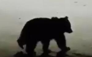 Dolazi među vikendice: Stigla važna obavijest o medvjedu na poznatom izletištu 