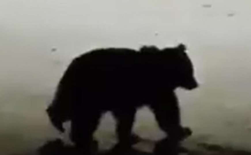 Dolazi među vikendice: Stigla važna obavijest o medvjedu na poznatom izletištu 