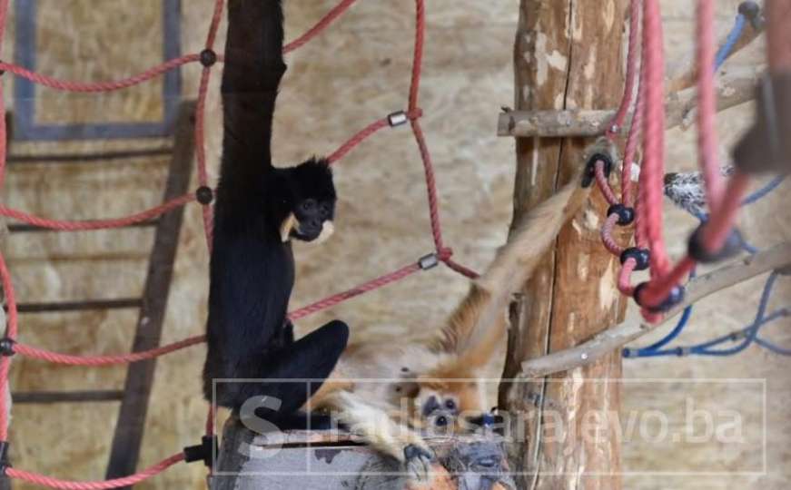 Prelijepo: Pogledajte kako izgledaju i šta rade giboni u Zoo vrtu 