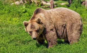 Sramotno: Privedena dvojica muškaraca zbog ubistva medvjeda 
