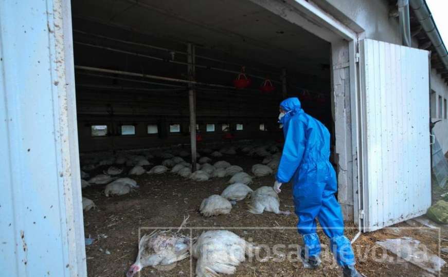 U Rusiji zabilježen prvi slučaj zaraze novim sojem ptičje gripe