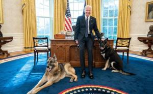 Biden na Twitteru: Znate li koju privilegiju imaju predsjednički psi?