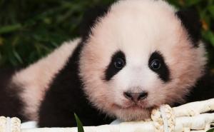 Neće biti lako: Nađite pandu među rakunima