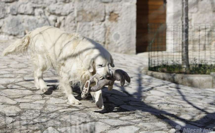 Pas Rudi tužno čeka ispred kuće Milana Bandića