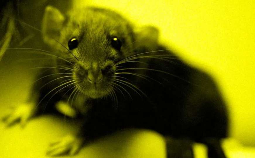 Istraživanje naučnika: Društvene mreže nas "pretvaraju" u gladne štakore