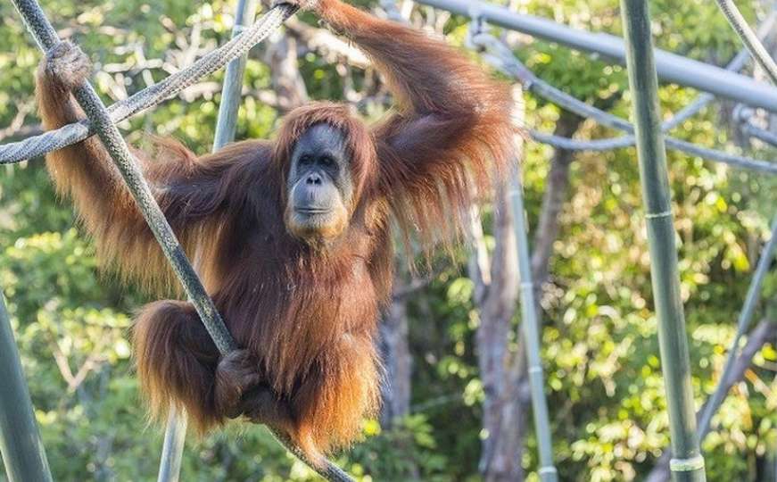 Zoološki vrt u San Diegu vakcinisao devet majmuna
