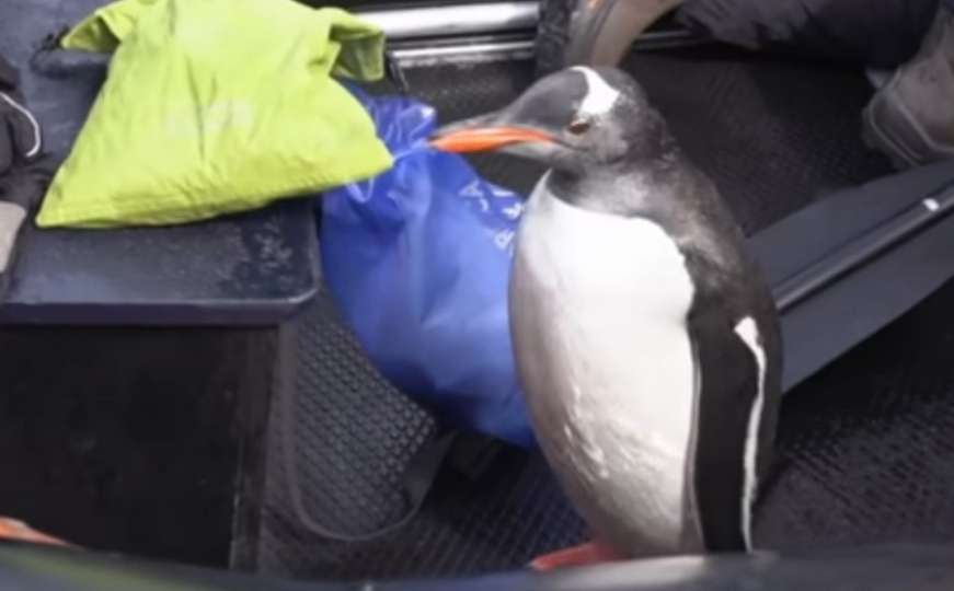 Pingvin bježeći od kita spas pronašao u čamcu sa turistima