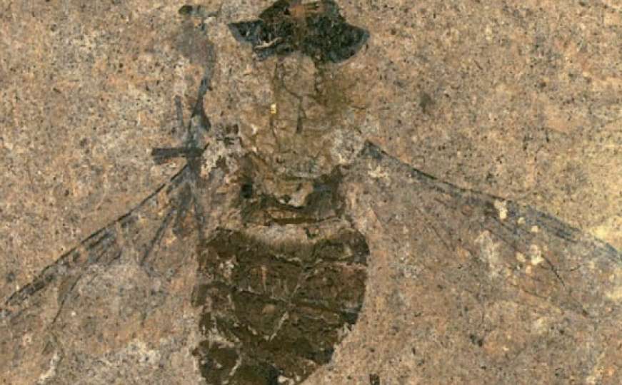 Austrijski naučnici pronašli fosil muhe star 47 miliona godina