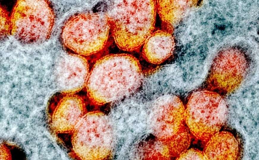 Studija: Da li virus prehlade utječe na virus koji uzrokuje COVID