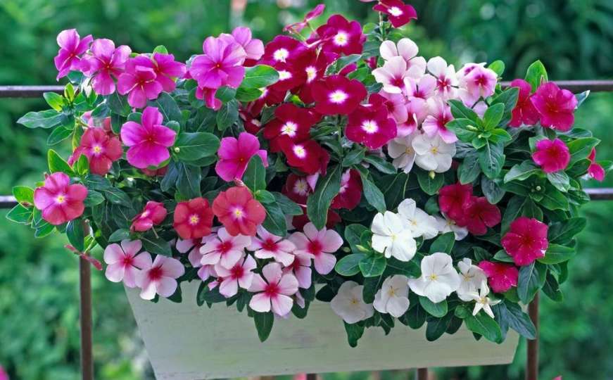 Cvijeće koje uspijeva: Sedam ljepotica za balkone na sunčanoj strani