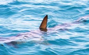 Nesvakidašnji prizori: Veliki morski pas snimljen u Hrvatskoj, kružio...