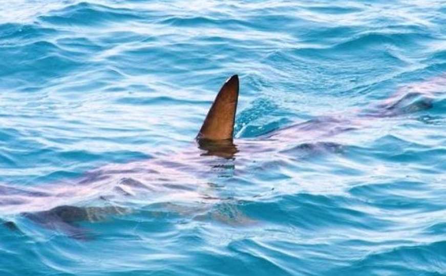 Nesvakidašnji prizori: Veliki morski pas snimljen u Hrvatskoj, kružio...