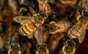 BBC: Naučnici koriste pčele za pronalazak mina u BiH i Hrvatskoj