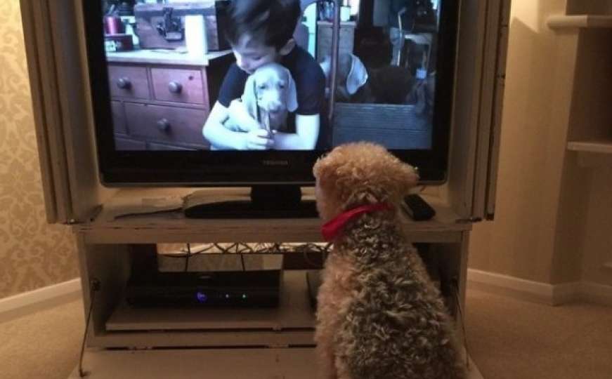 Собаки смотрят телевизор. Собака и телевизор. Собака перед телевизором. Собака смотрит телевизор. Собака перед Телеком.