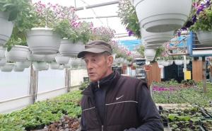 Munir Kazagić utrostručio proizvodnju: Posjeduje više od 40.000 saksija cvijeća