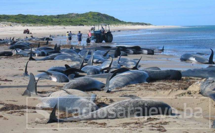 Gana: Više od 80 delfina pronađeno mrtvo na obali