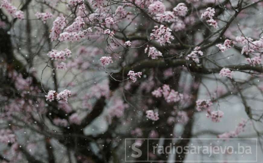 Snijeg prekrio behar u Sarajevu, proljeće na kratko pauzirano