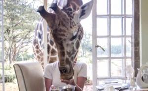 Znate li kako izgleda doručak sa žirafama? 
