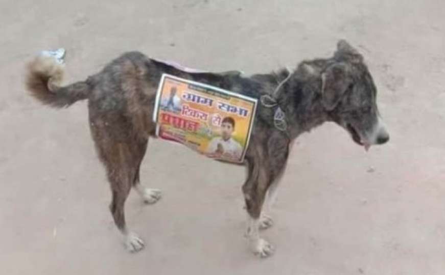 Političari koriste pse lutalice kao hodajuće reklame
