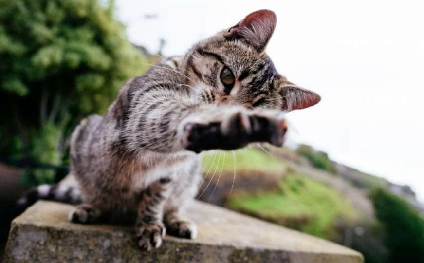 Pogledajte kako mačka pomoću znakovnog jezika moli vlasnika za hranu 