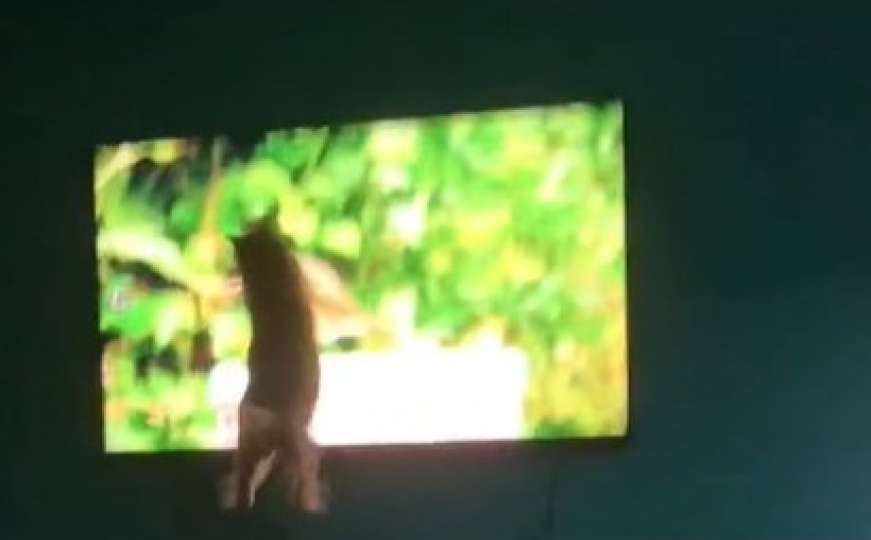Snimak pregledali milioni: Zbog čega je vlasnica zabranila mačku da gleda TV