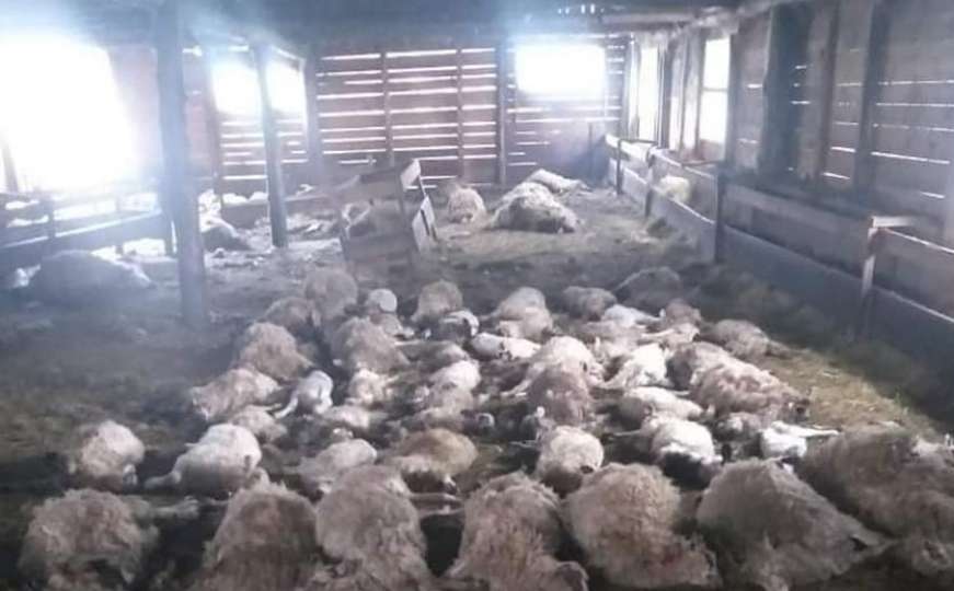 Strava u Hrvatskoj: Vukovi poklali 87 ovaca