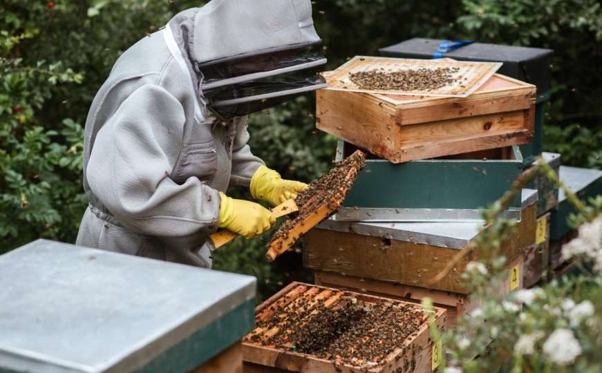 Zašto je došlo do nestašice meda u BiH?