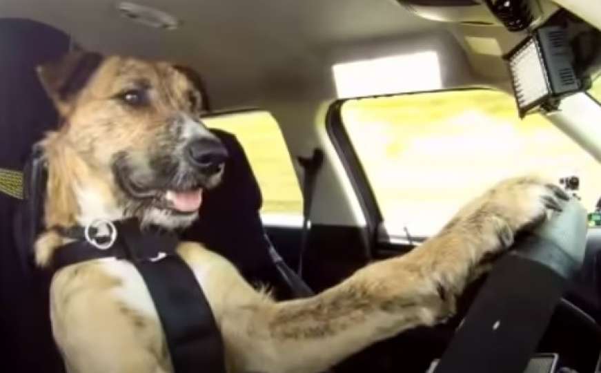 Upoznajte Portera, prvog psa vozača na svijetu (VIDEO)