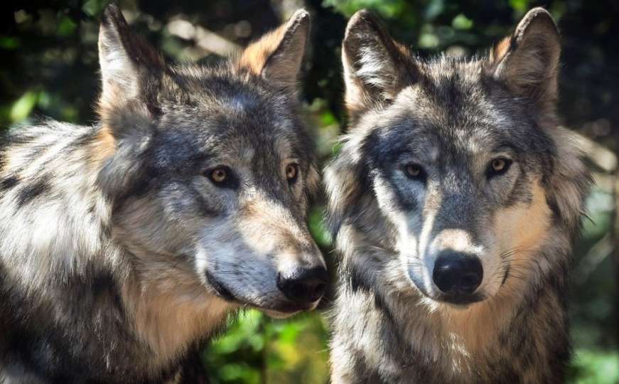 Istraživanje: Naučnici otkrili novu nevjerovatnu stvar o vukovima