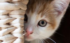 Novi slučajevi širenja COVID-a na mačke, jedna uginula