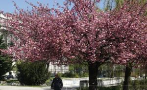 Japanske trešnje u punom cvatu, pogledajte tu ljepotu