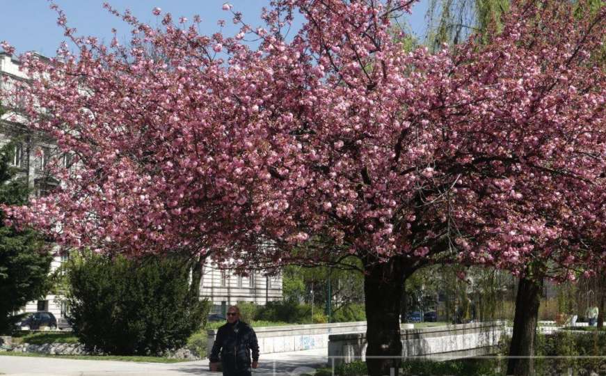 Japanske trešnje u punom cvatu, pogledajte tu ljepotu
