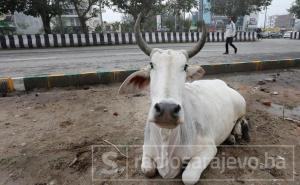 Indija: Bik izazvao kaos na ulici