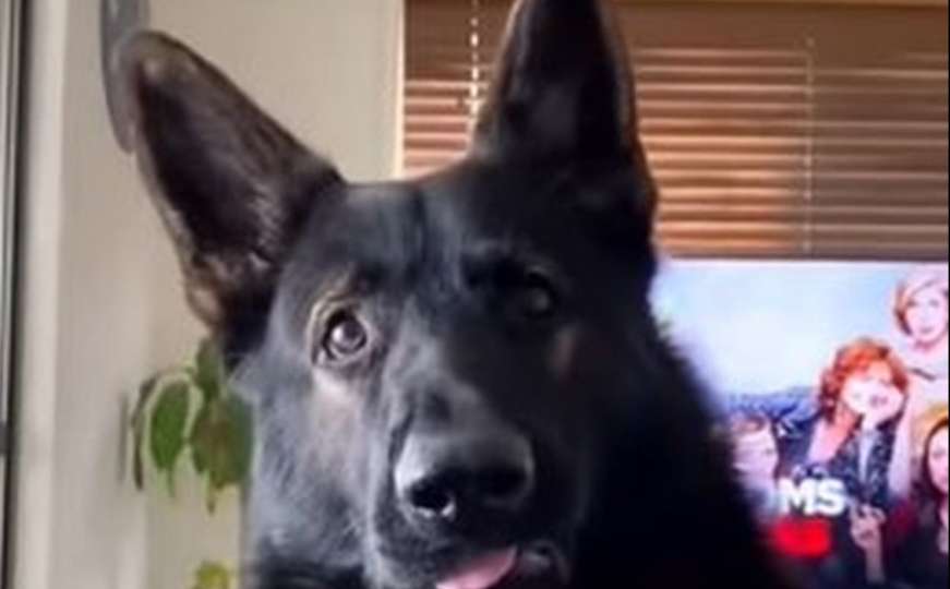 Hit na internetu: Udomio policijskog psa pa slučajno otkrio urnebesno iznenađenje