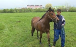 Svaka čast, dobri ljudi: Mladi Adem dobio novog konja i moći će nastaviti raditi
