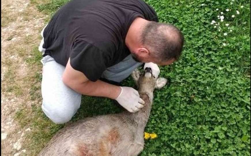 Lovočuvar kod Sarajeva spasio srndaća kojeg su napali psi: Bio je preplašen 